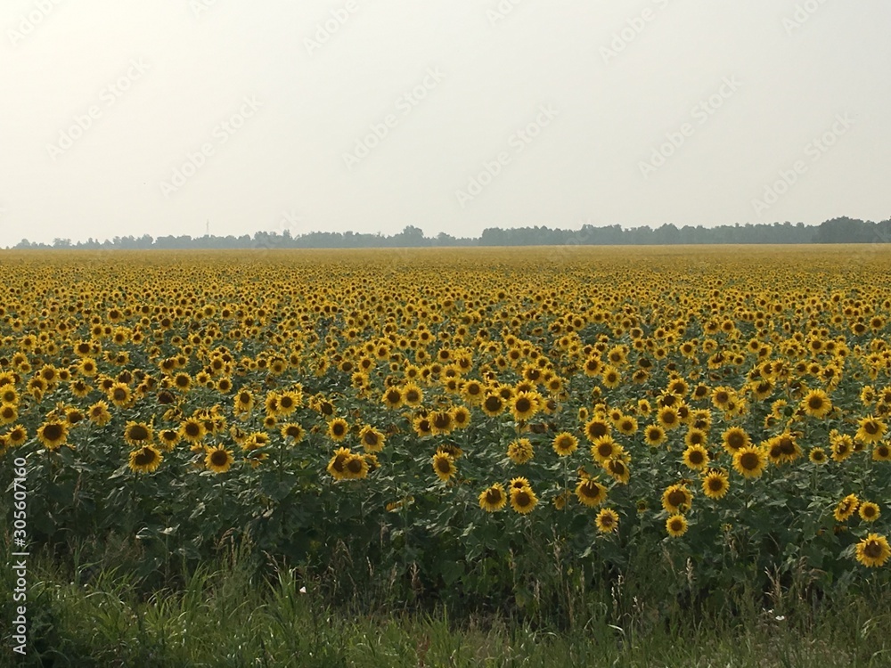 Obraz premium Field of sunflowers