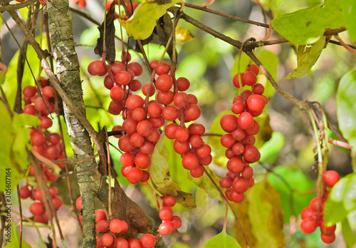 Berries of Far-Eastern plant (Schisandra chinensis) 3