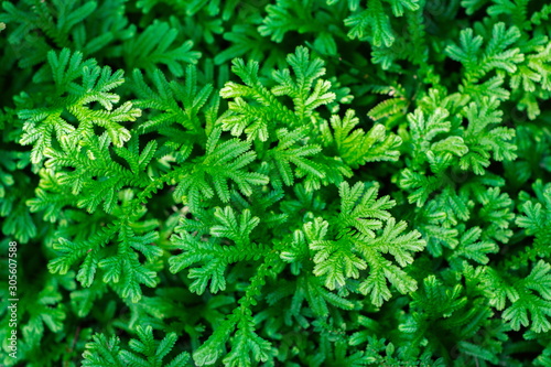 Fresh green fern leaves pattern of Spike moss (Selaginella Wallchii)  as the nature leaves background