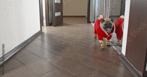 Funny stylish dressed pug dog running around the apartment. In red overcoat and dog boots. Want to go for a walk. Slow motion