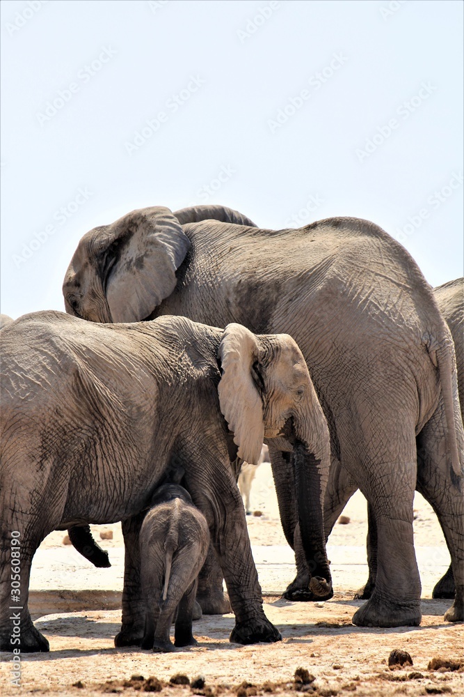 Naklejka premium Elephant family in Etosha Nationalpark. Three Elephants, two bigger ones and one small baby