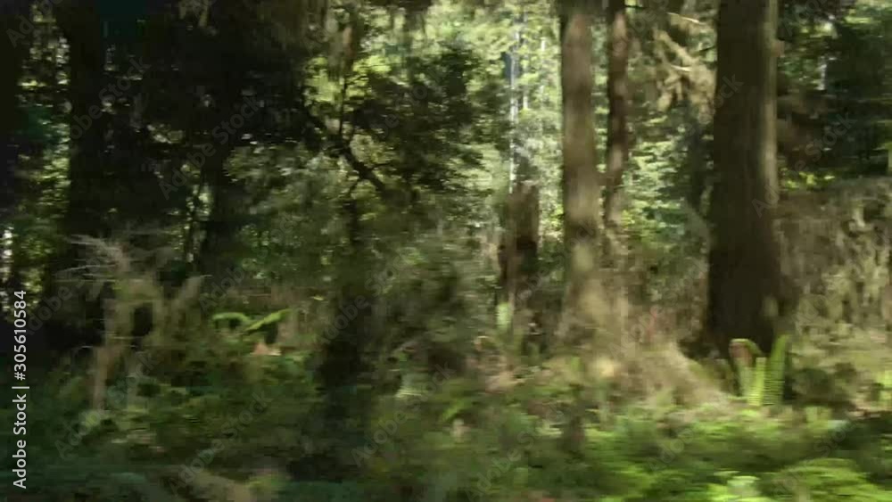 Driving through the redwood forest and passing a lot of lush green trees in slow motion. Driving through the redwood forest and passing a lot of lush green trees in slow motion.
