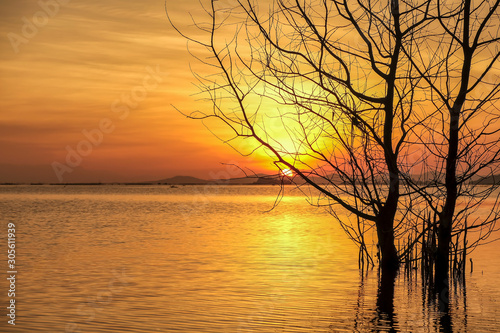 Silhouette tree in the lake at golden sky sunset for background  © AUNTYANN