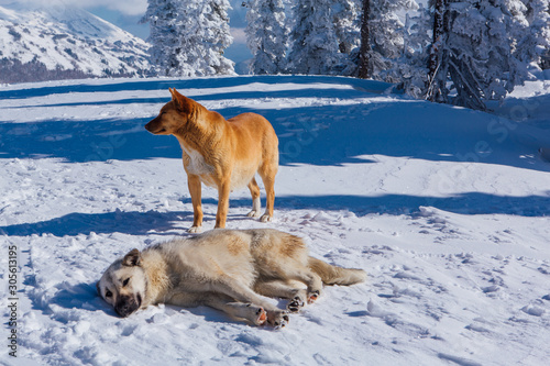 Two dogs on snow in a bright day