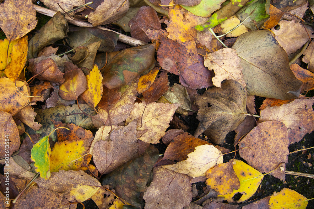 texture, fallen autumn leaves lie on the ground