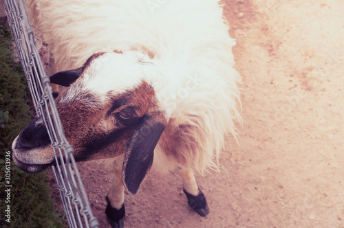 Sheeps in a meadow