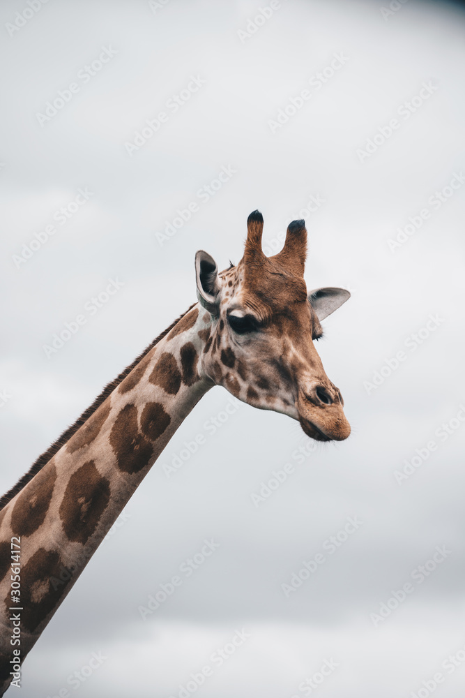 Obraz premium Giraffe