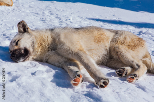 Dog relaxing on snow in a bright day