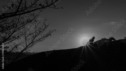 猫のシルエット