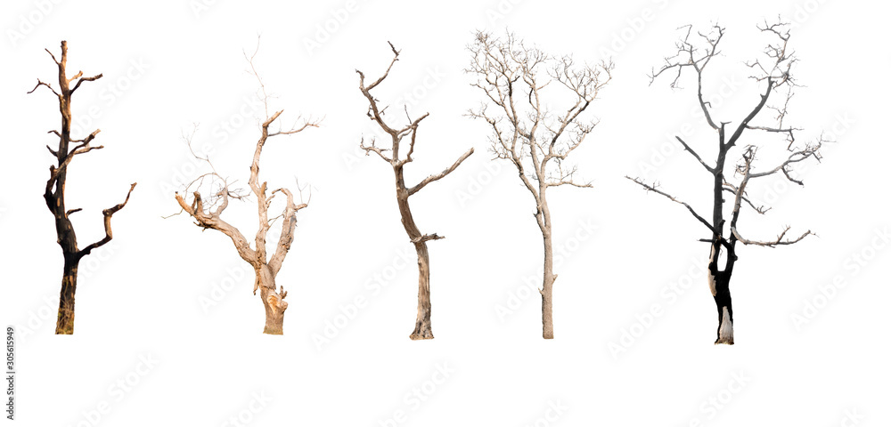 Fototapeta premium set of trees without leaves isolated on white background.Clipping Path