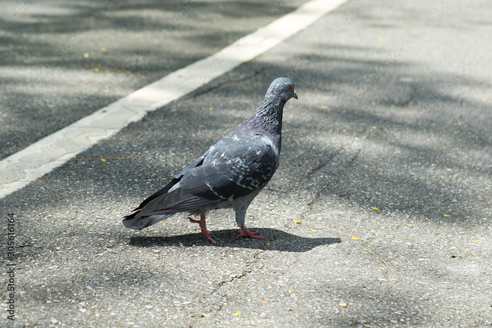 Obraz premium gray doves beautiful walk on the street in the park. pigeon bird. olumba livia.