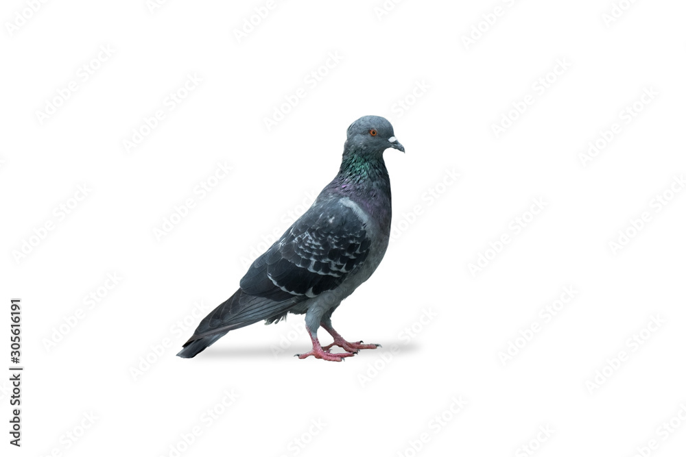gray dove isolated on white background. pigeon bird. olumba livia. (with clipping path selection) gray dove isolated on white background. pigeon bird. olumba livia. (with clipping path selection)