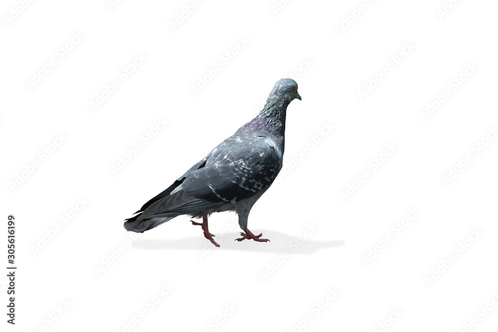 gray dove isolated on white background. pigeon bird. olumba livia. (with clipping path selection)