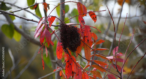 red leafed bush with seeds