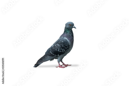 gray dove isolated on white background. pigeon bird. olumba livia. (with clipping path selection) © sunti