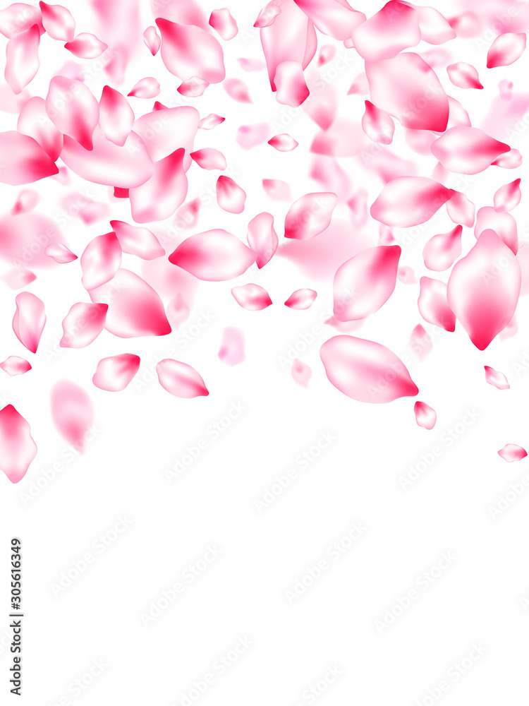 Pink cherry blossom petals isolated Pink cherry blossom petals isolated