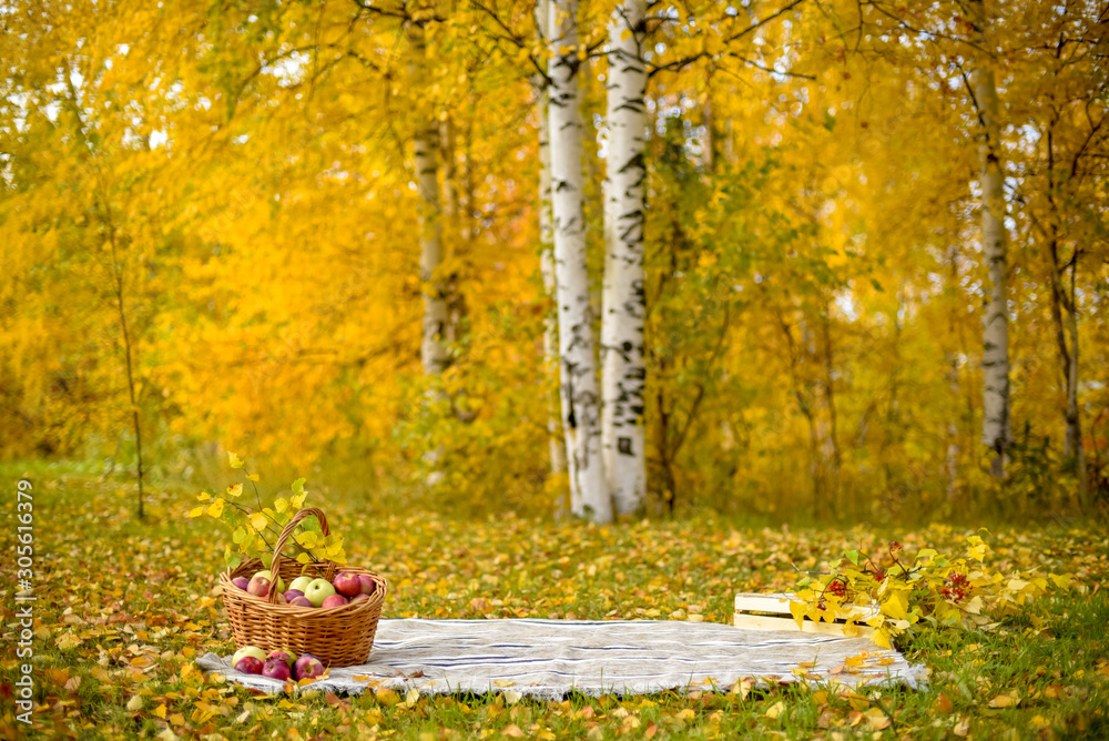 basket with red apples on a blanket in the clearing basket with red apples on a blanket in the clearing