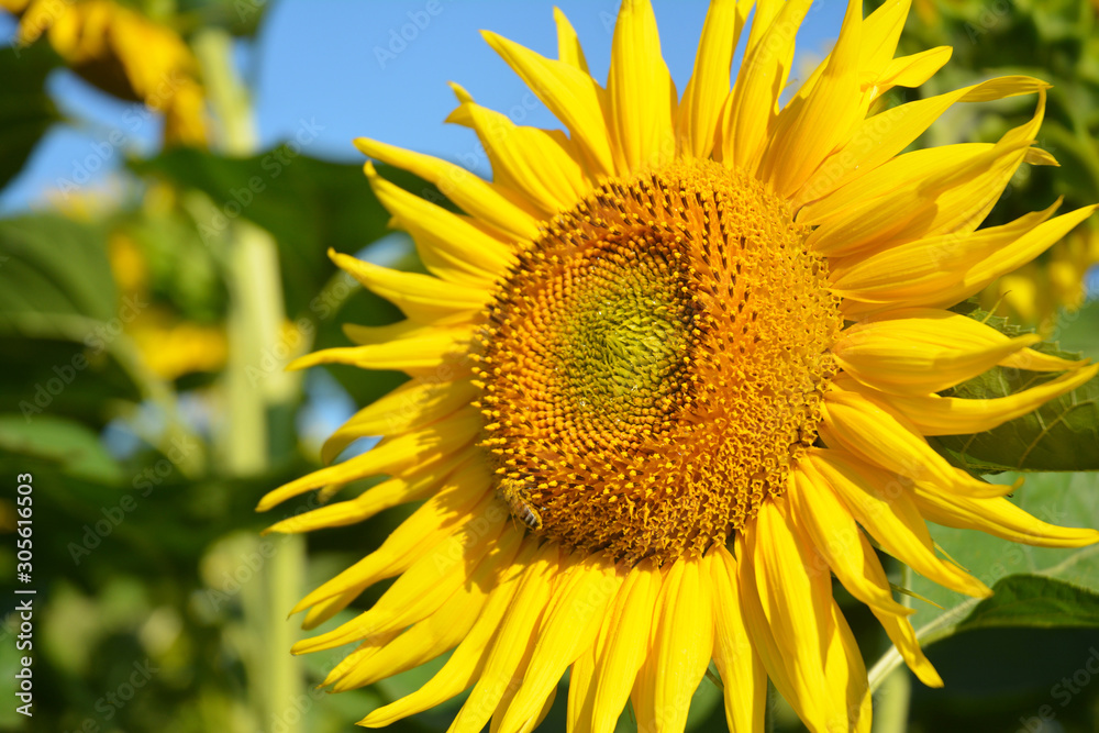 Sunflower close up. Beautiful blooming sunflowers field Sunflower close up. Beautiful blooming sunflowers field