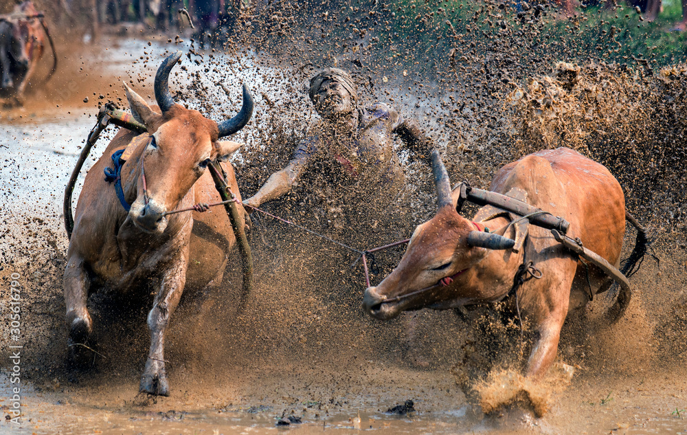 The "Pacu Jawi" event, a traditional Bull Racing in Tanah Datar, West