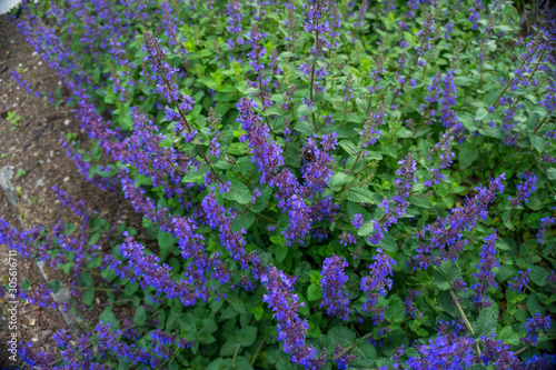 Fototapeta Naklejka Na Ścianę i Meble -  2019 exotic flowers small purple super blur nature garden beatiful spring new zealand