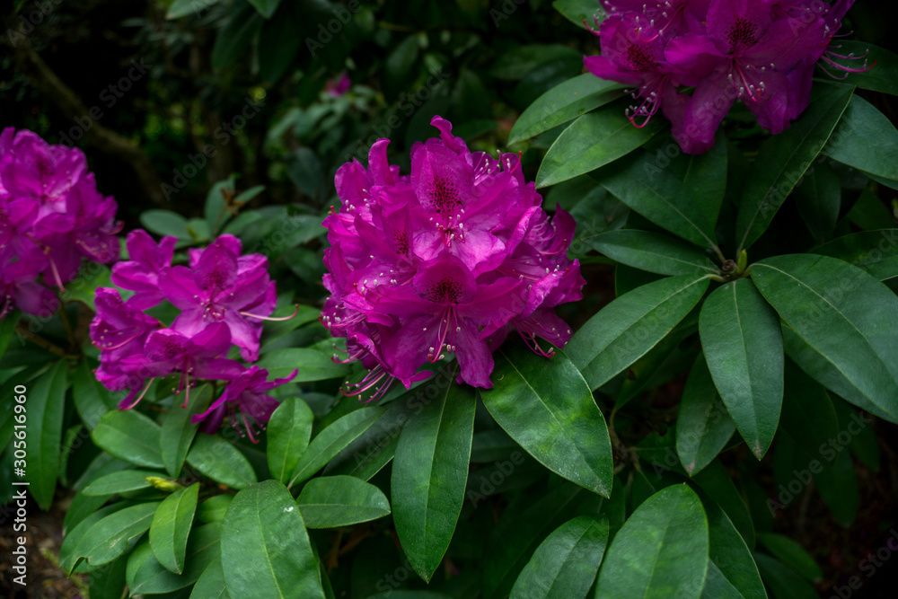 2019 exotic flowers pink nature garden beatiful spring new zealand