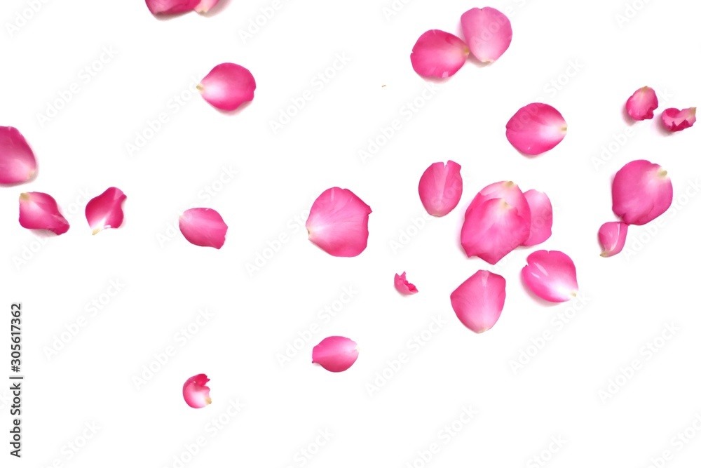 A group of sweet pink rose corollas on white isolated background with copy space 