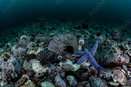 Starfish on the sea floor filled with scallops © divedog