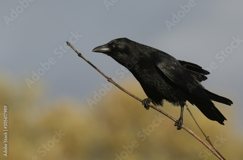 A stunning Carrion Crow, Corvus corone, perching on a twig in woodland.