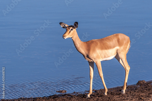 One Impala -Aepyceros melampus- walking in front of a waterhole in Etosha National Park, Namibia. photo