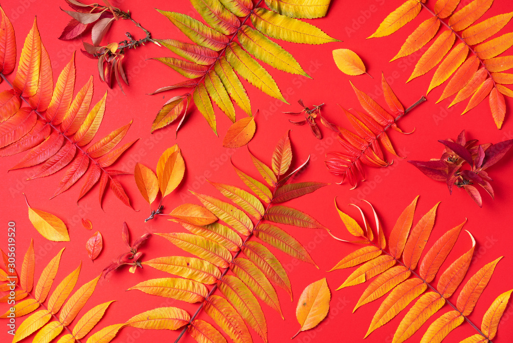 Creative layout of colorful autumn leaves over red background. Top view. Flat lay. Autumn concept. Season pattern
