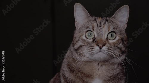 Scared tabby cat at night. Domestic pet is hunting, black background.