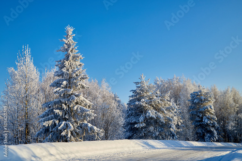 Winter forest and snow covered trees in it in a sunny day