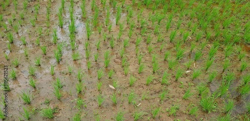 Small green rice paddy farm growth on field. Agriculture or Harvest concept. Beauty of nature for background