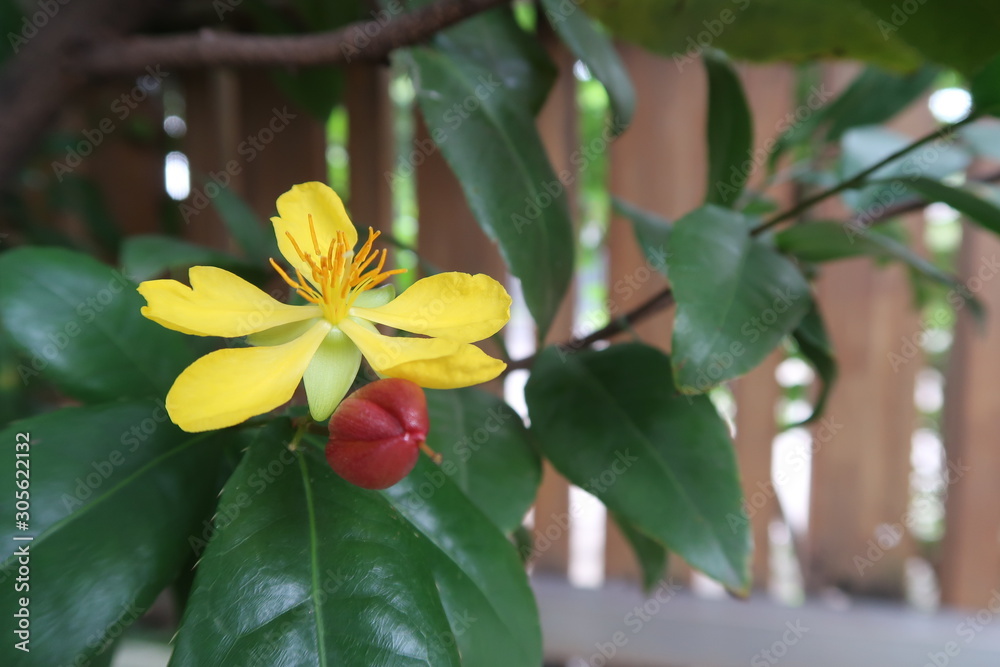 Yellow Mai is flower of Ochna integerrima plant which bloom in spring it is one of Vietnamese traditional New Year sign. Yellow Mai is flower of Ochna integerrima plant which bloom in spring it is one of Vietnamese traditional New Year sign.