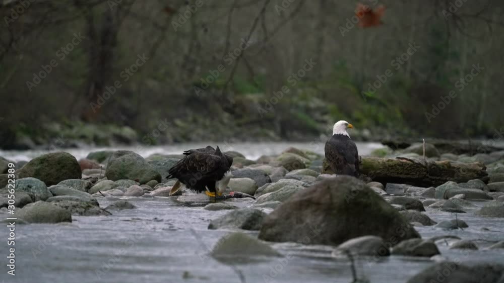 Two bald eagles sitting on rocks next to the river eating salmon Two bald eagles sitting on rocks next to the river eating salmon
