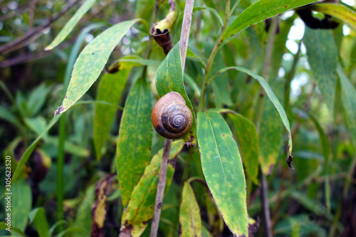 Snail stuck on a plant leaf