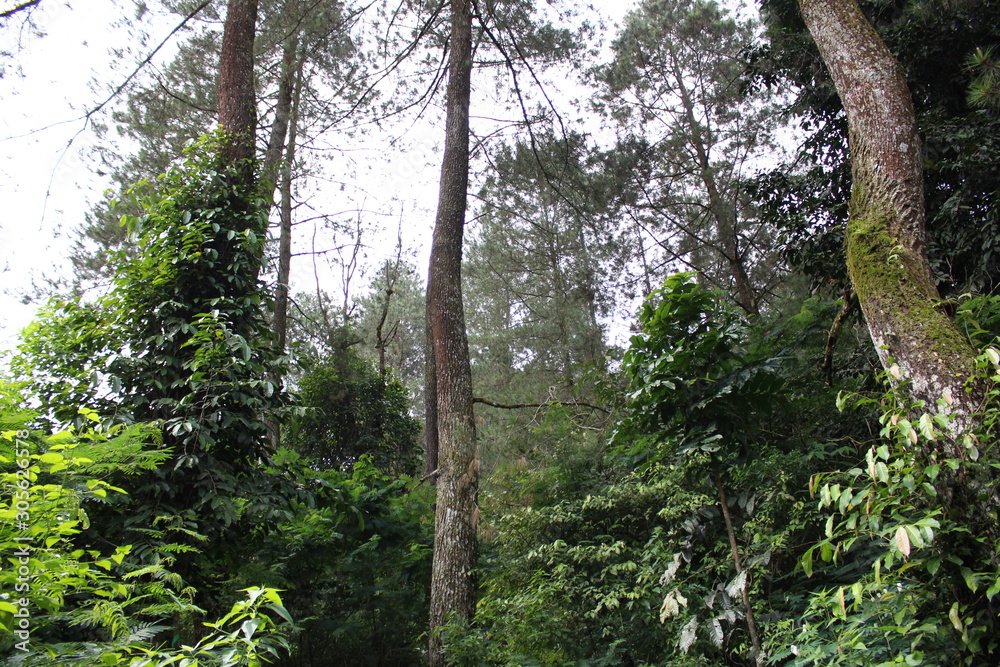 Fototapeta premium Asian tropical forests full of leaves