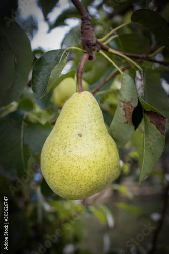 Delicious pear on the tree in the garden