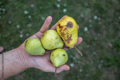 Pears on a hand in the garden