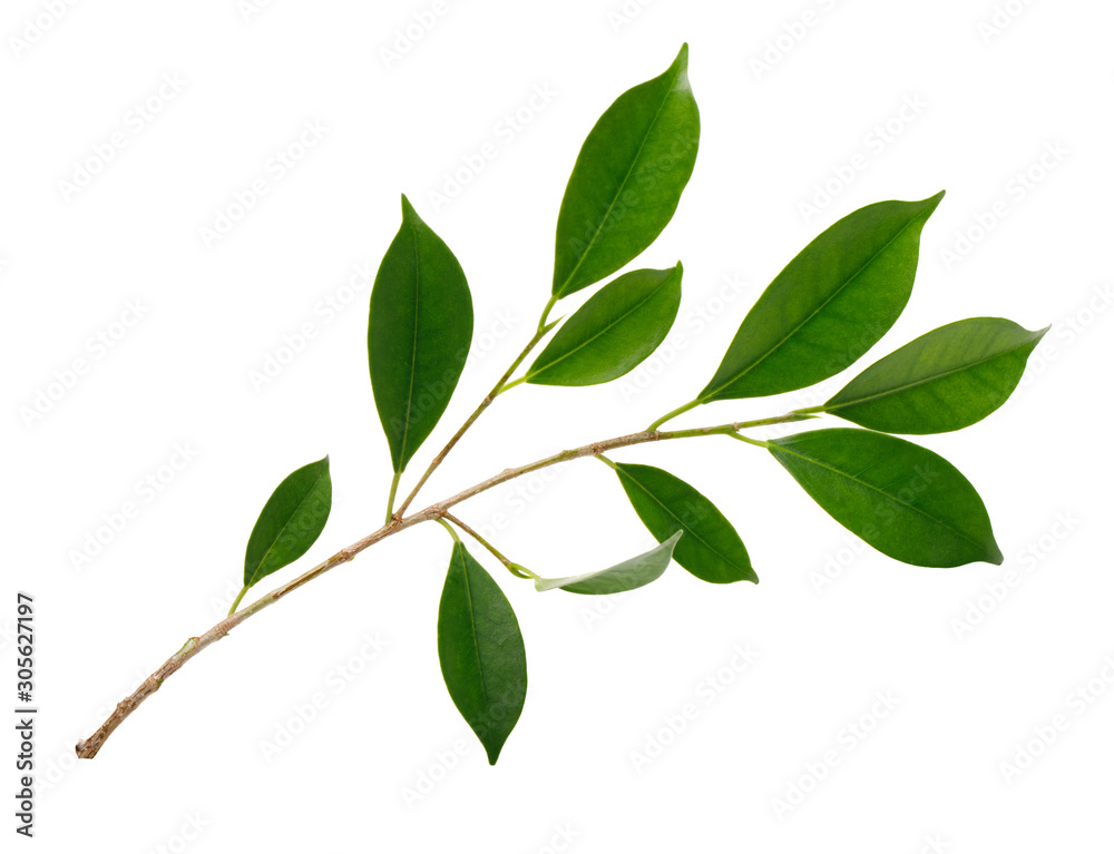Fresh green leaves branch macro shot isolate on white background
