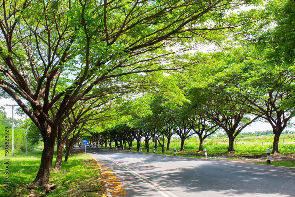 Fototapeta premium the road in the tropical forest