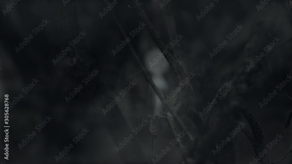 Haunting rack focus through mist to dreamcatcher in dark spooky forest