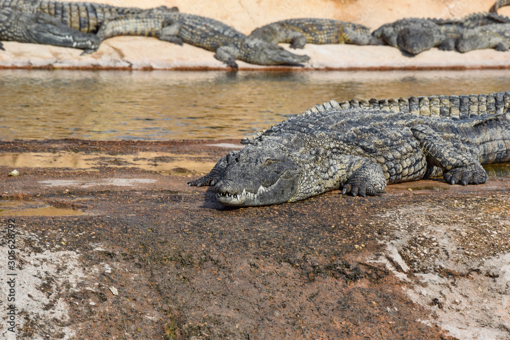 Crocodiles, alligators living in freedom Crocodiles, alligators living in freedom