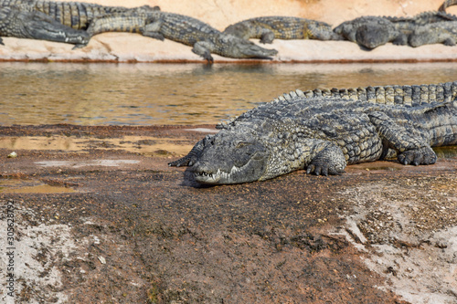 Crocodiles, alligators living in freedom