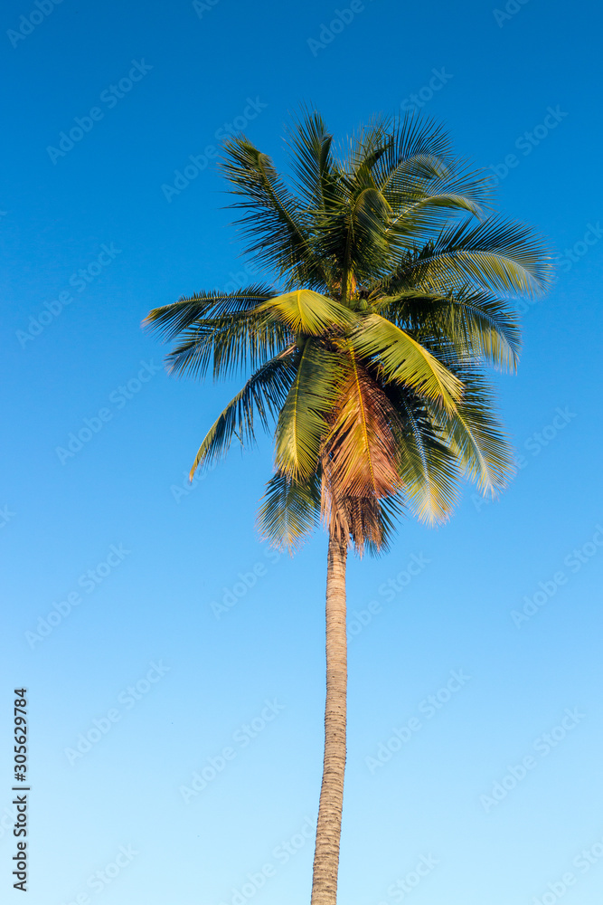 Coconut trees on a bright sky. Coconut trees on a bright sky.