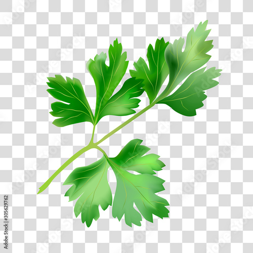  Vector illustration of green parsley leaves.