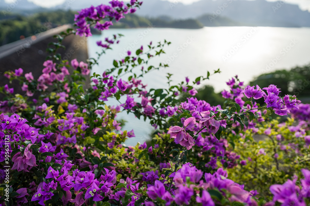 Obraz premium field of purple flowers