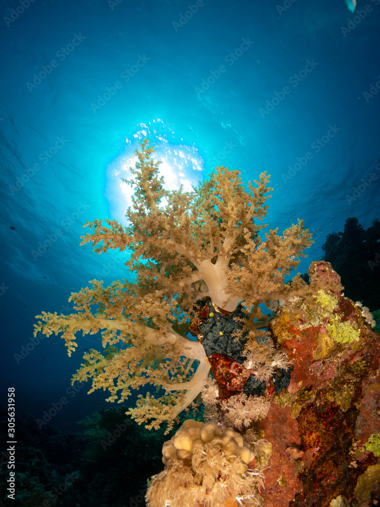 Fototapeta premium seabed in the red sea with coral and fish