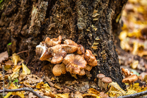 Mushrooms and autumn leaves in the woods
