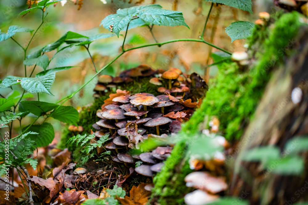 Mushrooms and autumn leaves in the woods Mushrooms and autumn leaves in the woods